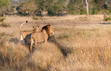 Pair of lions at Kruger Narional Park, South Africa