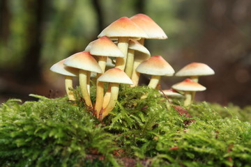 Hypholome en touffe, Hypholoma fasciculare
