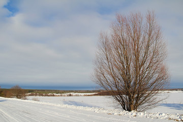 A single tree on a white snowy field. Winter.