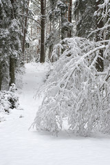 winter snow in the pine forest. 