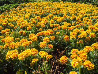 yellow flower in garden