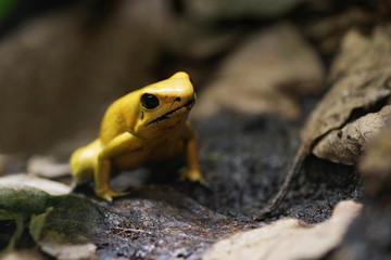 Yellow poison frog. Brown background.