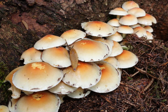 Limace sur des champignons hypholome.