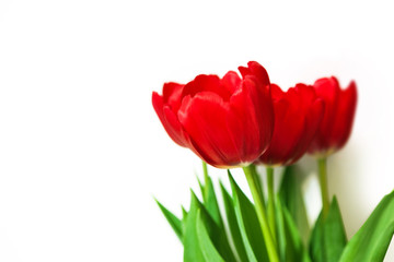 Bouquet red tulips isolated on white background