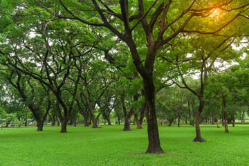 Green grass field in park