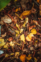 autumn leaves yellow and green on the ground in the forest