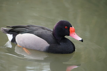 Rosy Bill Duck or Rosy Billed Pochard (Netta peposaca) Slimbridge UK