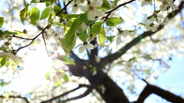Beautiful spring trees in blossoms isolated over bright blue sky background with sun shine through white flowers on branches. Hd video footage.