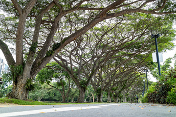 large green tree in the East Coast Park, Singapore