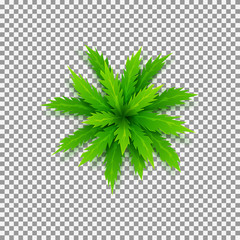 Obraz premium Vector palm tree isolated on transparent backdrop. Top view on green cartoon palm tree. Vector illustration.