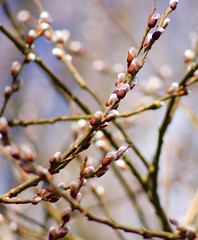 Spring flowering twigs cats.