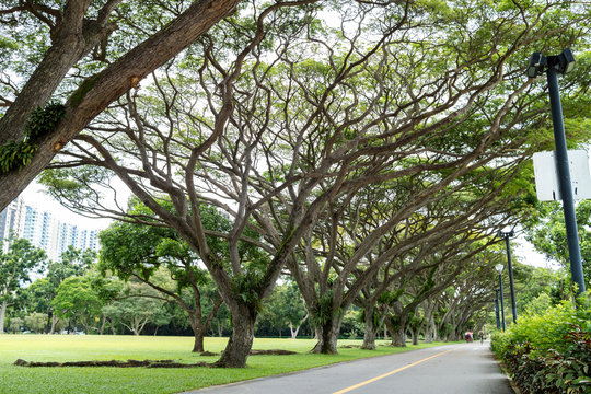 Large Green Tree In The East Coast Park, Singapore