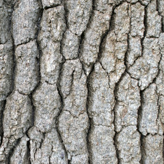 The bark of the California Valley Oak, Quercus, lobata. Wood texture and background