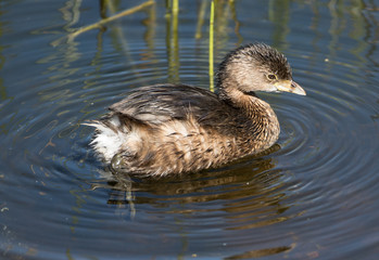 Pied-billed Grebe in Florida Wetland