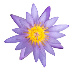Purple lotus flower isolated on white background, clipping path included