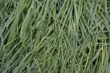  Green grass covered with raindrops- texture or background