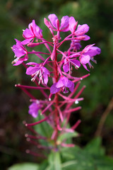 violette blühende Blume in Norwegen: Schmalblättriges Weidenröschen, Nachtkerzengewächs ( Epilobium angustifolium, Onagraceae )
