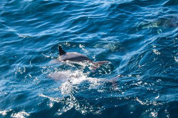 Spielende und springende Delfine vor der Küste von Madeira © romanple