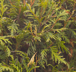 Thuja on a city street