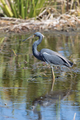 Tri Colored Heron in Florida Marsh