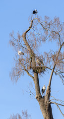 Storch im Nest am Nestbau