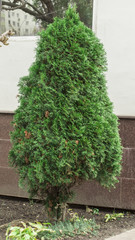 Thuja on a city street