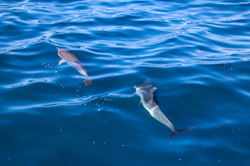 Spielende und springende Delfine vor der Küste von Madeira © romanple