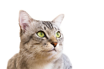 American Shorthair Cat with yellow eyes sitting and looking something on the isolated white background. cat portrait (American shorthair cat).