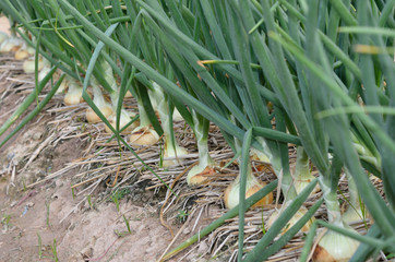 Row of large onions in soil