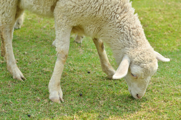Obraz na płótnie Canvas The Sheep on a farm