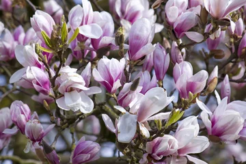 Crédence de cuisine en verre imprimé Magnolia magnolia en fleurs