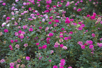 closeup of miniature rose in the garden, selective focus
