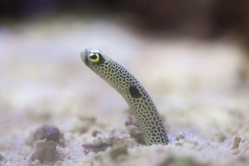 Spotted garden eel (Heteroconger hassi)