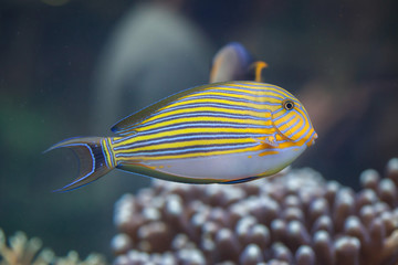 Blue banded surgeonfish (Acanthurus lineatus)