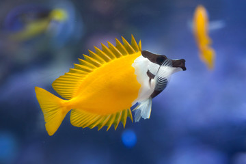 Foxface rabbitfish (Siganus vulpinus).