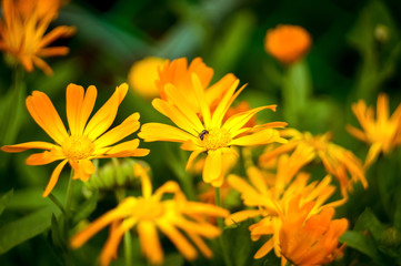 желтый цветок календулы в зеленом саду с осой 