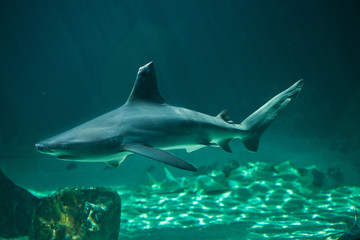 Sandbar shark (Carcharhinus plumbeus).