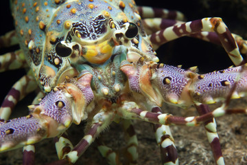 Caribbean spiny lobster (Panulirus argus)