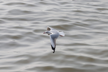 Seagulls flying over the sea