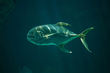 Bigeye trevally (Caranx sexfasciatus)
