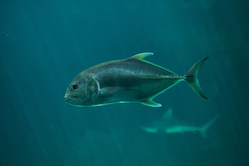 Golden trevally (Gnathanodon speciosus).