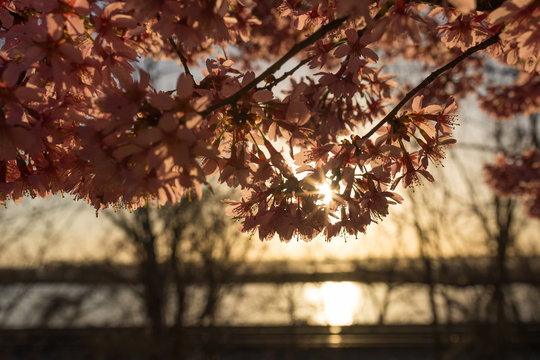 Cherry Blossom Sunrise