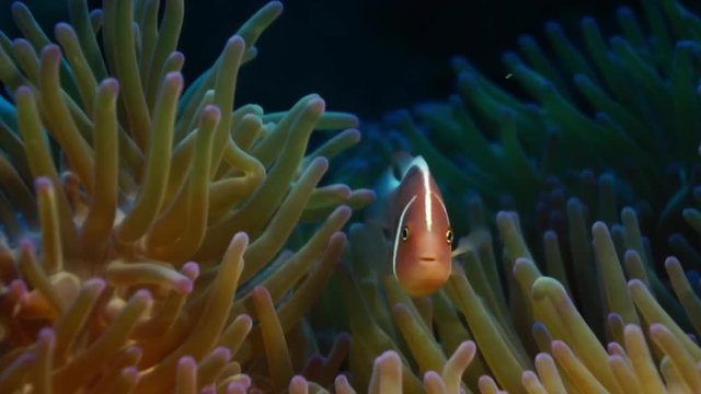 Orange anemonefish {Amphiprion sandaracinos} in a symbiotic relationship with a Martens carpet sea anemone {Stichodactyla mertensii} Philippines. Oct.