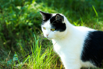 cat hunter, waiting, cat in the grass, cat with yellow eyes, cat black and white color