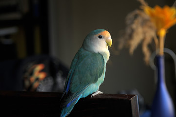 Peach faced lovebird 