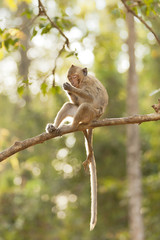Monkey praying on a tree branch 