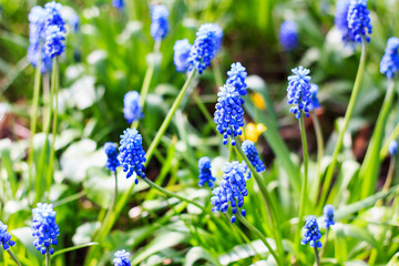 Blue Grape Hyacinth flowers in blossom garden. Spring background. Selective focus.