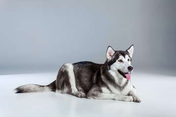 Alaskan Malamute lying on the floor, sticking the tongue out, on gray background