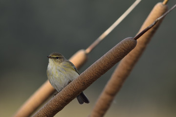 Common Chiffchaff (Phylloscopus collybita), Greece