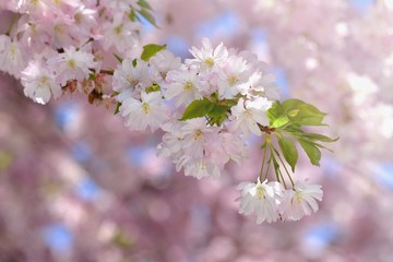 Beautiful blossom tree. Nature scene with sun on Sunny day. Spring flowers. Abstract blurred background in Springtime.